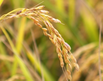 Contra importaes, entidades catarinenses pedem valorizao do arroz nacional