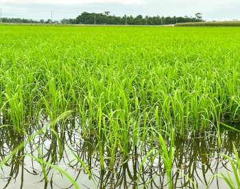 Aps fortes chuvas, previso de temperaturas altas pode ser positiva para a rizicultura de SC