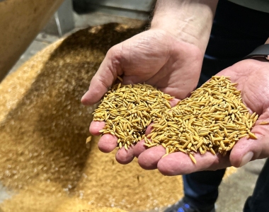 Depois de um ano desafiador, indstrias de arroz mantm otimismo para 2025