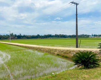Santa Catarina  lder de cultivo no sistema pr-germinado de arroz