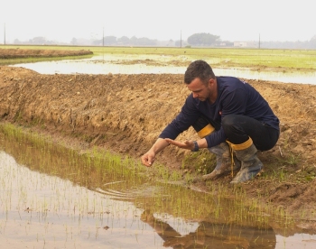 Safra 24/25: com expectativas positivas, arroz catarinense comea a ser plantado 