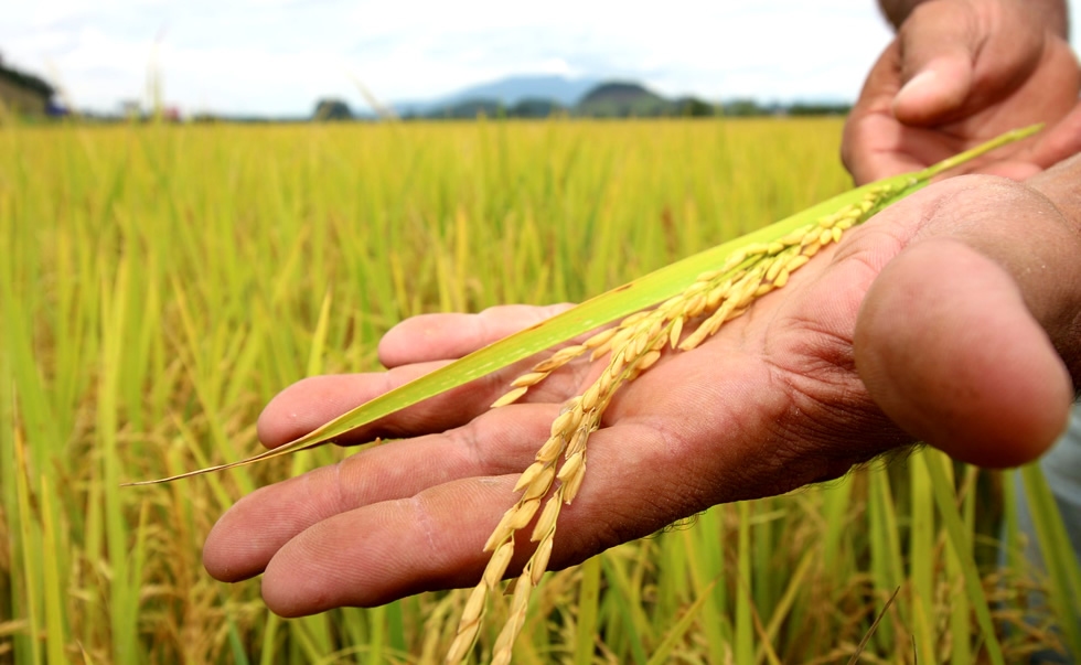 Você sabe a importância do arroz? - SindArroz Santa Catarina